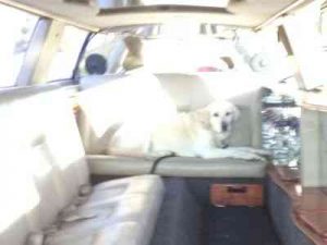 Dallas our yellow lab making himself at home in our Jaguar limousine