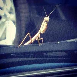 praying mantis on car wiper blade