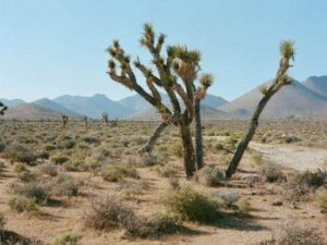 Desert landscape with Joshua trees. Arid, rocky terrain. Mountains in background. Typical Mojave scenery.