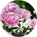 Stacey Coleman profile picture