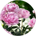 Stacey Coleman profile picture